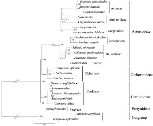 Figure 3. Maximum-likelihood phylogeny of S. sagittifolia and related taxa based on 24 complete chloroplast genomes. Anthriscus cerefolium (Apiaceae), Kalopanax septemlobus (Araliaceae) were used as outgroups. The maximum-likelihood bootstrap support values are along the branches. Circles represent newly sequenced species. The following sequences were used: Aztecaster matudae KX063935 (Vargas et al. Citation2017), Baccharis genistelloides KX063864 (Vargas et al. Citation2017), Conyza bonariensis KX792499 (Wang et al. Citation2018), Chrysanthemum indicum JN867589 (unpublished), Soliva sessilis KX063863 (Vargas et al. Citation2017), Anaphalis sinica KX148081 (unpublished), Leontopodium leiolepis KM267636 (unpublished), Dendrosenecio keniodendron KY434193 (unpublished), Jacobaea vulgaris HQ234669 (Doorduin et al. Citation2011), Galinsoga quadriradiata KX752097 (Wang et al. Citation2018), Mikania micrantha KX154571 (Huang et al. Citation2016), Helianthus tuberosus MG696658 (unpublished), Pluchea indica MG452144 (Zhang et al. Citation2017), Taraxacum officinale KU361241 (unpublished), Lactuca sativa AP007232 (unpublished), Sonchus oleraceus MG878405 (Hereward et al. Citation2018), Saussurea sagittifolia ON094066 (in this study), Saussurea polylepis MF695711 (Seon et al. Citation2017), Centaurea diffusa KJ690264 (unpublished), Pertya phylicoides MN935435 (Wang et al. Citation2020), Anthriscus cerefolium GU456628 (Downie and Jansen Citation2015), and Kalopanax septemlobus NC022814 (Li et al. Citation2013).