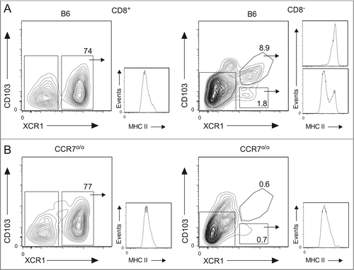 Figure 4. CD103−XCR1+ DCs from the skin-draining lymph nodes are comprised of a migratory MHC IIhi population and a lymphoid resident MHC IIlo population. Analysis of MHC II expression on enriched CD8+XCR1+, CD103+XCR1+, and CD103−XCR1+ DCs isolated from the skin-draining lymph nodes of (A) wild-type B6 and (B) CCR7o/o mice. The numbers indicate the percentage of CD8+ DCs (left) and CD103+/− DCs that co-express XCR1. Histograms represent MHC II expression on each of the gated subpopulations. Data are representative plots from three independent experiments.