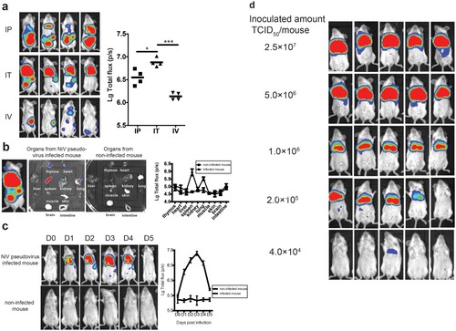 Figure 2. Development of in vivo imaging mouse model for NiV pseudovirus. (a) Optimization of the infection routes. The mice were inoculated with NiV pseudovirus (2.5 × 107 TCID50) and the luminescent signals were detected at 2 dpi. Three challenge routes were investigated, including intraperitoneal (IP), intrathoracic (IC), and intravenous (IV) injections; the IT route yielded the highest signals compared with the other two routes. (b) Biodistribution of the NiV pseudovirus in mice. Various organs of the mice challenged via the IT route (in Figure 2(A)) were investigated using the luminescence detector. The total flux for each organ was collected from three mice, and the images of organs from one mouse are presented. Organs from non-infected mouse were included as negative control. High levels of flux were observed in the spleen and lung, the cast of which could also be found on the surface of the live mouse. (c) Identification of the optimal time point for detection. Flux signals for each mouse (3 mice in total) following inoculation with 4 × 106 TCID50 were recorded every 24 h for up to 5 days. The optimal detection point was determined as 3 dpi, which showed the highest signal level. Non-infected mouse were included as negative control. (d) Determination of the animal infectious dose. Fivefold serially diluted NiV pseudoviruses were injected IT into five groups of mice (5 mice/group) at an initial dose of 2.5 × 107 TCID50. The 50% animal infectious dose (AID50) for the pseudovirus was calculated to be 8.8 × 104 TCID50, and the pseudovirus dose was determined to be 50 AID50 for the in vivo infection assay, which is equivalent to 4.4 × 106 TCID50.