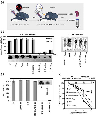 Figure 1. Efficacy of GNP-LLO91-99 therapy on melanoma regression, metastases and mouse survival. (a) Scheme of GNP-LLO91-99 therapy. B16OVA melanoma cells were auto-transplanted s.c into the right hind flanks of female C57BL/6 mice. Seven days later, the mice were inoculated i.v with a single dose of GNP-LLO91-99 (50 µg/mouse) nanotherapy. Seven days post-nanotherapy, the mice were examined, blood obtained, serum stored for evaluation of cytokine concentrations and the mice were then killed. Spleens were removed to measure general immune responses. Melanomas were homogenized, filtered and centrifuged in Ficoll gradients to isolate TILs in the interphase and melanoma (MEL) in pellets. (b) B16OVA melanoma auto-transplants established s.c (n = 10/group of mice, left plots) were inoculated i.v or not (NT) with a single dose of the following therapies: LLO91-99 or LLO189-201 peptides (50 µg/mouse), control GNP nanovaccines coated with glucose (50 µg/mouse), GNP-LLO91-99 (5 or 50 µg/mouse), GNP-GAPDH1–22 (50 µg/mL) or DC-LLO91-99 (106 cells/mouse). Melanomas were removed and measured with a calliper. Tumour volumes (mm3) are expressed as the mean ± SD. Right images correspond to B16OVA melanoma s.c allo-transplants established in P4 neonates of CD1 mice. After 4 days, the mice were treated in situ with 50 µg/mouse of the following therapies: GNP-LLO91-99, control GNP, LLO91-99 peptide, GNP-GAPDH1-22 or DC-LLO91-99 (106 cells/mouse). (c) The number of lung metastases in mice in B were quantified. The results are expressed as the mean lung metastases ± SD. (d) B16OVA melanoma was s.c auto-transplanted into the right hind flanks of C57BL/6 mice for 7, 14, 23 or 30 days (n = 10/group of mice) and i.v inoculated or not (NT) with a single dose of the following therapies: control GNP nanovaccines coated with glucose (50 µg/mouse), GNP-LLO91-99 (50 µg/mouse), DC-GNP-LLO91-99 (106 cells/mouse), DC-GNP-GAPDH1-22 (106 cells/mouse) or DC-LLO91-99 (106 cells/mouse). The number of surviving mice was counted on day 7, 14, 23 or 20 post-vaccination. Asterisk highlights that plots of DC-GNP-LLO91-99 and GNP-LLO91-99 mice groups, completely overlap. Survival rates (SR) are expressed as the mean ± SD (P ≤ 0.05). Mice survivors of GNP-LLO91-99 groups were separated and maintained for at least 3 months to check for any tumours, or clinical manifestations. Afterwards, mice were scarified and check internally for any tumour metastasis. All survivors remained healthy and without tumours, suggesting tumours cured.