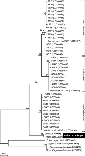 Figure 2. Phylogenetic relationship of the Japanese scombropid species and African population inferred from the sequence of cytochrome c oxidase subunit I (COI) gene. The phylogenetic tree was generated by maximum likelihood analysis under the General Time Reversible model. Numbers above the branches denote the bootstrap percentages from 1000 replicates. The accession numbers for the sequences are shown in parentheses. The accession number LC388035–LC388071 refer to those deposited in the DDBJ/EMBL/GenBank. Epigonus pandionis (KT883637), Epigonus denticulatus (AP017435, JF493426) and Epigonus telescopus (KJ709756) were used as the outgroup in the analysis. Only bootstrap probabilities >50% are shown. The scale at the bottom of the tree shows the number of nucleotide substitutions per site.