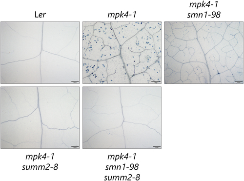 Figure 3. Trypan blue staining of rosette leaves taken from Ler, mpk4-1, mpk4-1smn1-98, mpk4-1summ2-8, and mpk4-1smn1-98summ2-8 mutants. Seeds were germinated on GM for 10 d and then plants were grown in soil at 22°C for 1 month. Detached leaves were stained. Bars = 200 μm except in mpk4-1 (100 μm). Data are representative of three biological replicates.