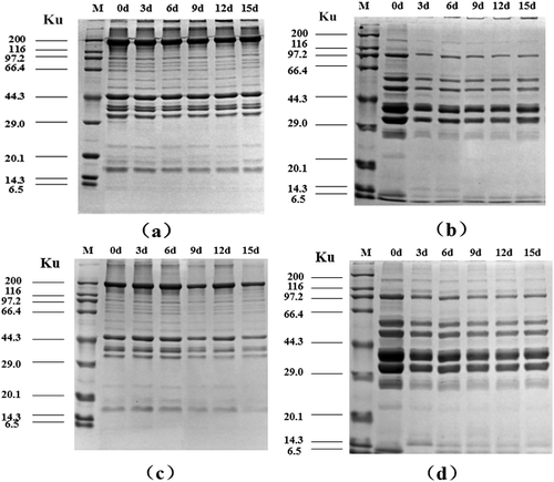 Figure 6. SDS-PAGE pattern of olive flounder muscle proteins during chilled storage for 15 days (a: MFP samples at −2°C; b: SSP samples at −2°C; c: MFP samples at 4°C; d: SSP samples at 4°C).