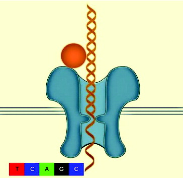 Figure 2. Diagram of a DNA molecule travelling through a protein nanopore.