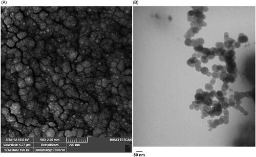 Figure 4. Size and morphology determination of the PLGA-PEG micelle assessed by Scanning Electron Microscope (A) and Transmission electron microscope (B).