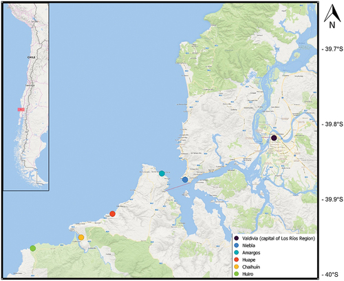 Figure 1. Study area map, showing the location of different communities included in the study of the valdivian coast. Each community is represented by a different color. The red line indicates the crossing of the ship between Niebla and Corral (Corral is a town, commune in Valdivia Province). The black dot represents the main city in the region, Valdivia.