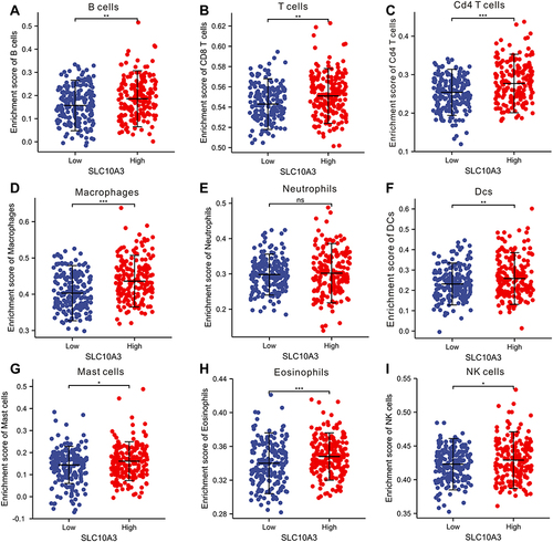 Figure 7 Comparison of enrichment score of nine immune cells between low and high SLC10A3 groups in HCC tissues based on the ssGSEA algorithm. (A) B cells. (B) CD8 T cells. (C) CD4+ T cells. (D) macrophages. (E) Neutrophils. (F) Dendritic cells. (G) Mast cells. (H) Eosinophils. (I) NK cells. *Stands for P<0.05, **Stands for P<0.01, ***Stands for P<0.0001.