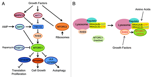 Figure 1. MTOR signaling pathway. (A) Two MTOR complexes (MTORC1 and MTORC2) are stimulated by multiple extra- and intracellular factors. MTORC1 activates translation and cell growth, whereas it inhibits autophagy. (B) Amino acids activate RRAG small GTPases thereby recruiting MTORC1 to the lysosomes where MTORC1 is activated by the RHEB small GTPase.