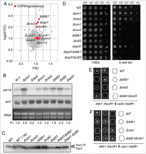 Figure 4. COP9/Signalosome down-regulates MBF-dependent transcription. (A) Plot of FITC (YFP fluorescence) vs FSC corresponding to the 2792 strains of the knock-out collection with the knockout strains of COP9/signalosome highlighted in red. (B) Total RNA from cultures of wild type (WT), Δyox1, Δrep2, Δcsn1, Δcsn2, Δddb1, Δcdt2 and Δspd1 strains was analyzed by Northern blot by hybridization with the cdc18 probe. rRNA and act1 are shown as loading controls. FI: Signal was quantitated and normalized relative to the signal of the wild type strain. (C) Yox1 phosphorylation is detected in the strains indicated on top. Wild type (WT) and wild type treated with HU (WT + HU) are shown as phosphorylation control. (D) Spot assay of the same strains (plus Δspd1Δddb1 and Δspd1Δcdt2) analyzed by serial dilution and growth in rich media or in media with 5 mM HU. Plates were incubated at 30°C for 3–4 d (E) Tetrad dissection of Δddb1 crossed with Δrad3 strains. (F) Tetrad dissection of Δddb1 crossed with Δcds1 strains.