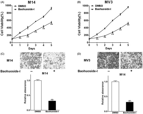 Figure 1. Baohuoside-I inhibits cell proliferation and migration in melanoma cells. M14 and MV3 cells were treated with 20 μg/mL baohuoside-I or DMSO. (A–B) The cell proliferation abilities were analyzed by MTT assay. Data were presented as mean ± SD from three independent experiments with triple replicates per experiment. **p < 0.01 compared to DMSO group. (C–D) Transwell migration assay was employed to analyze the migration abilities of the cells. Data were presented as mean ± SD from three independent experiments with triple replicates per experiment. **p < 0.01 compared to DMSO group.