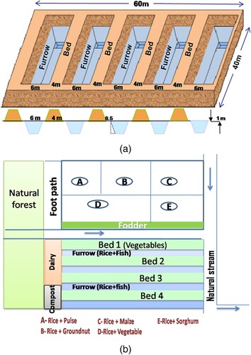 Figure 1. Experimental layout and design of BBF. (a) Layout of raised bed and sunken furrow system; (b) Field layout and components of a crop-livestock integrated farming system.
