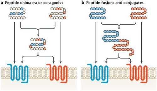 Figure 1 Differences between coagonist (chimera) and peptide-fusion structures.