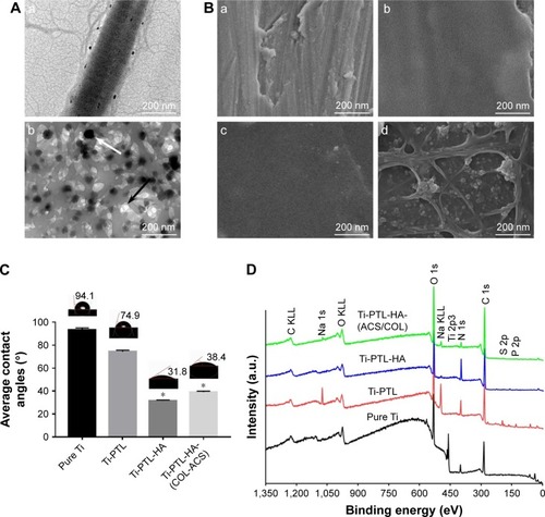 Figure 2 Surface characteristics.Notes: (A) TEM characterization of (a) self-assembled COL I, (b) ACS dispersed in collagen solution; the black arrow indicates the ACS, and the white arrow indicate collagen fibrils. (B) FE-SEM surface morphologies of (a) pure Ti, (b) Ti-PTL, (c) Ti-PTL-HA, (d) Ti-PTL-HA-(COL/ACS). (C) Contact angle of SBF on the surface of the tested samples (n=3). *P<0.05, compared with pure Ti. (D) XPS wide-scan spectra of samples after having been immersed in deionized water for 7 days.Abbreviations: ACS, aspirin-loaded chitosan nanoparticles; COL I, type I collagen; FE-SEM, field-emission scanning electron microscopy; HA, sodium hyaluronate; PTL, phase-transited lysozyme; SBF, simulated body fluid; TEM, transmission electron microscopy; Ti, titanium; XPS, X-ray photoelectron spectroscopy.