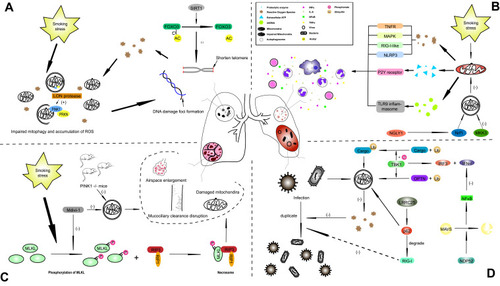 Figure 1 The underlying mechanism of mitophagy in influencing COPD with different phenotypes. (A) The stimulus of smoking-induced stress induces excessive generation of ROS, injuries to mitochondria and impaired mitophagy, and these ROS target DNA, leading to DNA damage foci formation, which causes cellular senescence and establishes a vicious cycle. (B) In the lung tissue of COPD patients, several inflammatory cells, such as macrophages, neutrophils and CD8+ T cells, and cytokines were observed, including IFNγ, IL-6, NFκB and TNFα. Insufficient mitophagy cannot eliminate damaged mitochondria efficiently, which leads to the generation of excessive ROS, ATP and proteolytic enzymes. (C) Emphysema is caused by the basic pathological changes of COPD. CS-induced necroptosis contributes to the alteration observed in emphysema, and the phosphorylation of MLKL plays a precursor role in necroptosis-related emphysema, which can be attenuated by Mdivi-1 and PINK1 knockout. (D) Infections with bacteria or viruses can also act on molecular targets of mitophagy under conditions of mitophagy dysfunction. ROS constitute a defensive mechanism for pathogens, and overstimulated mitophagy can weaken this protective effect of ROS. The innate immune system is also affected by mitophagy through many signaling pathways, such as the TBK1 pathway.