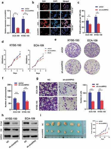 Figure 2. circHIPK3 Promotes ESCC Cells Tumorigenicity in vitro and in vivo. (a) Expression level of circHIPK3 knockdown efficiency in ECA-109 and KYSE-150 cell lines was detected by RT-qPCR. (b-d) The influences of circHIPK3 knockdown on cell proliferation were confirmed using the CCK-8 assay and EdU assay. (e-f) The representative picture of colony formation assay, and the quantification of colonies per well. (g) Transwell analysis was used to determine the effects of circHIPK3 on migration in ECA-109 and KYSE-150 cell lines. (h) WB exhibited the protein levels of E-cadherin and Vimentin in ESCC cells transfected with shCtrl or sh-circHIPK3. (i) Knockdown of circHIPK3 effectively inhibited ECA-109 cells subcutaneous tumor growth and migration in nude mice. (** P < 0.01, *** P < 0.001, Student’s t-test.).