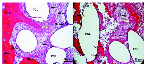 Figure 3. HE staining – detailed investigation. (AandB) Bone is presented as a compact structure in a dark red color, connective tissue in light pink and the porous scaffold structure (PCL) in white. (original magnification 200x). Ob, osteoblast; Oc, osteoclast; Ot, osteocyte; fi, fibroblast; bv, blood vessel; rl, resorpition lacuna; Cg, cartilage; mL, chondrocyte; ccl, chondroclast; do, direct ossification; eo, endochondral ossification.