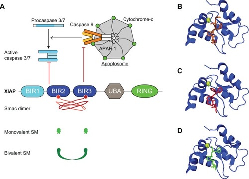 Figure 1 The inhibition of caspases by XIAP and the regulation by Smac and Smac mimetics.