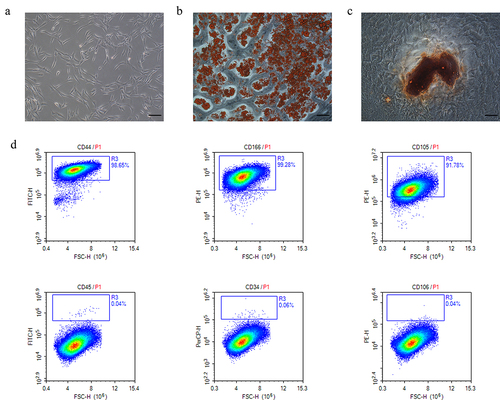 Figure 1. Characterization of human adipose-derived mesenchymal stem cells (adMSCs). a adMSCs exhibited fibroblast-like morphology (Scale bar = 100 μm). b Cells were induced to differentiate into adipocytes (Scale bar = 100 μm). c Brown clumps of calcium salt precipitation on the cell surface after 21 day osteogenic induction culture (Scale bar = 100 μm). d Flow cytometric characterization of adMSCs. adMSCs strongly expressed CD44, CD166, and CD105, but not CD 45, CD34, CD106.