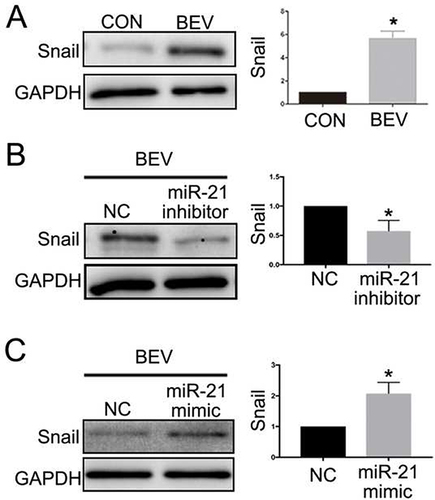 Figure 6 MiR-21 mediated BEV-induced Snail production in ARPE-19 cells. BEV treatment increased Snail expression in ARPE-19 cells (A), and the elevation was inhibited by miR-21 inhibitor (B). miR-21 mimic enhanced the increased Snail production caused by BEV (C). *P < 0.05. Snail refers to SNAI1 in the manuscript.