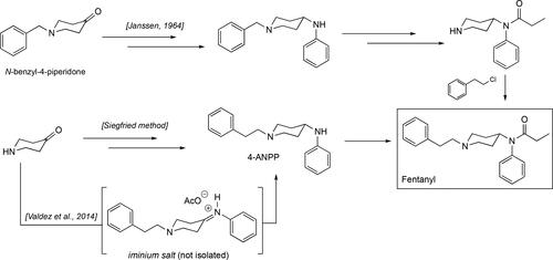 Figure 3. Some of the synthetic pathways to fentanyl including the original one published by Janssen. Each arrow in the scheme represents a step in the synthetic route. Janssen’s route makes use of the benzylated piperidone material and its presence adds two additional steps, debenzylation followed by alkylation with (2-chloroethyl)benzene, relative to the Siegfried method[Citation65] and the one published by Valdez et al.[Citation36]