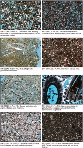 Figure 17. Overview of carbonates in the Port Campbell Limestone and Gellibrand Marl examined in thin-section.