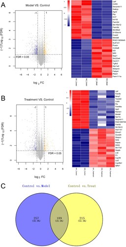 Figure 2. The results of differentially expressed genes (DEGs) between model and control groups, as well as between treatment and control groups. (a) The volcano (left) and heatmap (right) figures of top 15 down-regulated and up-regulated DEGs between model and control groups. (b) The volcano (left) and heatmap (right) figures of top 15 down-regulated and up-regulated DEGs between treatment and control groups. The blue and orange dots represent the down-regulated and up-regulated genes, respectively. The black horizontal line indicates FDR >0.05. The two vertical lines mean |log2 fold change| > 1. (c) Venn diagram of DEGs by comparing the DEGs between model and control groups, and between treatment and control groups.