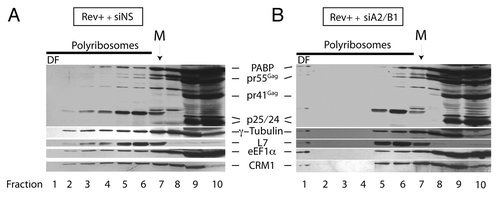 Figure 4. siA2/B1 treatment results in the redistribution of several proteins to a dense polyribosomal fraction (DF). Cells were treated as described in the legend to Figure 3. Following sucrose polyribosome gradient fractionation, proteins in all fractions were precipitated with TCA and precipitated proteins were resuspended in SDS-containing buffer. Extracts from each fraction were resolved on SDS-PAGE gels and probed for PABP, Gag (pr55Gag, pr41Gag, p25, and p24), γ-tubulin, ribosomal protein L7, eIF1α, and CRM1. The location of the monosome peak (M) is indicated on top.