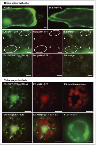 Figure 2 In vivo subcellular targeting analysis of Arabidopsis GR1. The full-length cDNA of Arabidopsis GR1 was fused N-terminally with the reporter protein EYFP and expressed transiently in onion epidermal cells upon biolistic bombardment or in tobacco protoplasts upon polyethylene glycol-mediated transformation. To characterize TN L> as the PTS1 of GR1, EYFP was extended C-terminally by the predicted peroxisome targeting domain of GR1, comprising the C-terminal 10 aa residues (AHKPKPKTNL>). In double transformants, peroxisomes were labeled with gMD H-CFP,Citation28 and the cyan fluorescence was converted to red to facilitate the detection of green and cyan fluorescent peroxisomes as yellow organelles in image overlays (merge). EYFP alone and EYFP extended C-terminally by 10 glycine residues (EYFP-10G) served as negative controls to verify the absence of endogenous bacteria. Scale bar: 10 µm.