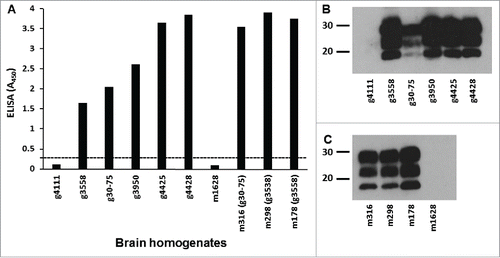 FIGURE 2. PrPSc analysis of donor animals' brain homogenates. (A) TSE ELISA analysis of caprine scrapie-infected goat and Tg338 mouse brain homogenates for PrPSc. Approximately 300 μg of 10% w/v brain homogenates of caprine scrapie-infected goat (animal IDs: g3558, g30-75, g3950, g4425, and g4428) and Tg338 mouse (animal IDs: m316, m298, and m178) brain homogenates (in duplicate) was assessed for relative levels of PrPSc using a TSE ELISA kit (IDEXX). Scrapie-uninfected goat (animal ID: g4111) and Tg338 mouse (animal ID: m1628) brain homogenates were also included in the ELISA. Average TSE ELISA absorbance values are shown in the y-axis and animal IDs are shown in the x-axis. Cut-off value for the ELISA (—) was determined as described by the manufacturer. Western blot analysis of caprine scrapie-infected goat (B) and Tg338 mouse (C) brain homogenates for PrPres. Caprine scrapie-infected and scrapie-uninfected goat and Tg338 mouse brain homogenates (˜75 μg wet tissue weight for each sample) were incubated with proteinase K (100 µg ml−1 at 37°C for 60 min) and PrPres was detected using PrP mAbs F99/97.6.1 (3.5 µg ml−1). The positions of the molecular mass markers (in kDa) are shown on the left.