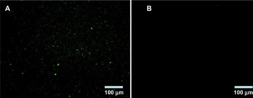 Figure 2 Fluorescence microscope images of identification of LTB with immunofluorescence.Notes: (A) BSA-LTB nanoparticles; (B) BSA nanoparticles.Abbreviations: BSA, bovine serum albumin; LTB, heat-labile enterotoxin subunit B.