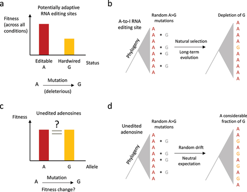 Figure 2. Putative evidence for adaptive RNA editing based on comparative genomic analysis. (a) For a potentially adaptive A-to-I RNA editing site, the editable status is fitter than hardwired G. (b) The genomic A-to-G mutations should be depleted at adaptive RNA editing sites because the hardwired G-allele would abolish the flexibility conferred by RNA editing. (c) As a control, unedited adenosines do not have a clear (predictable) fitness change after A-to-G mutation. (d) For the unedited adenosines in D. melanogaster. The genomic replacement of A-to-G should be frequently observed in the phylogeny.