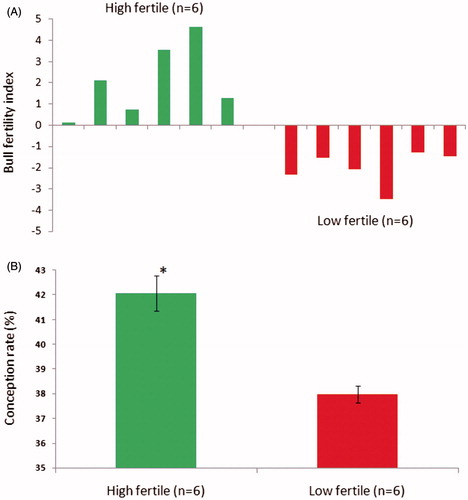 Figure 1. Grouping of bulls was carried out based on conception rate. In (A), the conception rate for each bull in the semen bank was calculated from approximately 1,500 inseminations per bull. Bulls were grouped as high fertile (n = 6) and low fertile (n = 6) based on bull fertility index calculated using the average conception rate of their contemporary bulls (n = 20) in the semen bank. In (B), the conception rate significantly (p < 0.001) differed between high and low fertile groups.