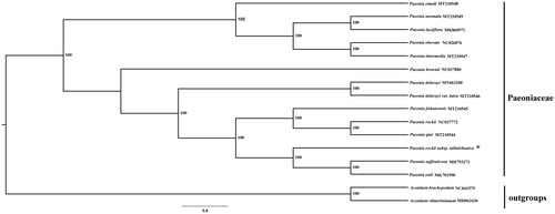 Figure 1. Phylogenetic relationship tree of Paeonia rockii subsp. taibaishanica and its related species based on the whole plastid genome sequences. *The newly obtained plastid genome of Paeonia rockii subsp. taibaishanica.