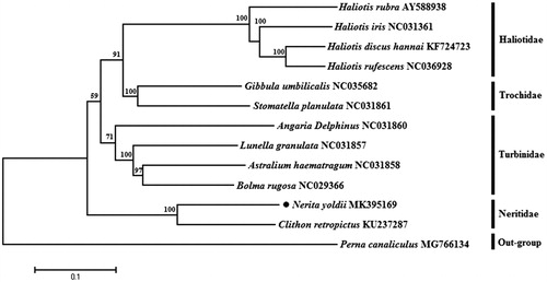 Figure 1. The NJ phylogenetic tree for Nerita yoldii and other species based on 13 protein-coding genes. The black dot indicated the species in this study. The number at each node is the bootstrap probability. The number before the species name is the GenBank accession number.