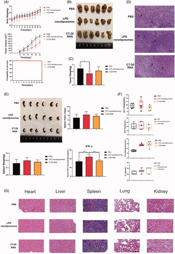 Figure 5. The therapeutic effect of LPD nanoliposomes on subcutaneous colorectal cancer in vivo. (A) The tumor growth curve, weight and survival curve of mice bearing subcutaneous colorectal cancer. For subcutaneous tumor implantation, the cells were subcutaneously injected into the right lateral dorsal region of the CT-26 mice. One week later, the mice were intraperitoneally injected with various formulations every 7 days for three times (7, 14, and 21 days). (B) The excised tumors from mice at the end point. (C) The weight of tumor excised from mice at the end point. (D) H&E staining of the excised tumors. Bars represent 200 μm. (E) The excised spleens, spleen weight, index, and serum IFN-γ concentrations of the mice at the end point were shown. (F) The biochemical index analysis of the mice at the end point. The two groups are compared with non-paired student’s t test. *p<.05; **p<.01. Data are presented as means ± SD (n = 6). (G) H&E staining of the heart, liver, spleen, lung, and kidney from mice at the end point. Bars represent 200 μm.