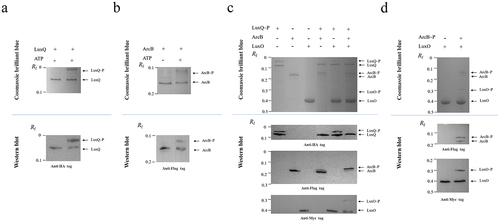 Figure 3. Phosphotransfer cascade within the LuxQ-ArcB-LuxO pathway in vitro. (a, b) Phos-tag SDS-PAGE of the LuxQ and ArcB autophosphorylation reactions. LuxQ or ArcB protein samples after autophosphorylation reactions were loaded onto 8% SDS-PAGE with 25 mM Phos-tag acrylamide (upper panel) and immunoblotting with the anti-HA (indicating LuxQ) and the anti-Flag (indicating ArcB) antibody (lower panels). The data are representative of three independent experiments. (c, d) Phos-tag SDS-PAGE of the LuxQ/ArcB/LuxO and ArcB/LuxO phosphotransfer reactions. Purified ArcB and LuxO are added to LuxQ-P or ArcB-P to initiate phosphorylation transfer reactions. The reacted samples were loaded onto 8% SDS-PAGE with 25 mM Phos-tag acrylamide (upper panel) and immunoblotting with the anti-HA (indicating LuxQ), the anti-Flag (indicating ArcB) and the anti-Myc (indicating LuxO) antibody (lower panels). The data are representative of three independent experiments.