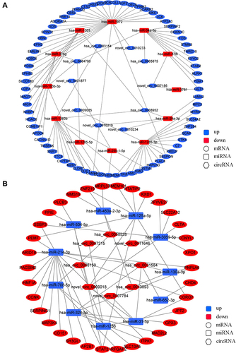 Figure 6 CircRNA-miRNA-mRNA regulatory network. (A) Network of down-regulated circRNA-up-regulated miRNA-down-regulated mRNA. (B) Network of up-regulated circRNA-down-regulated miRNA-up-regulated mRNA.