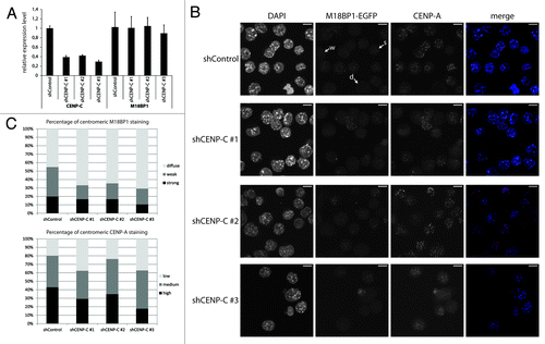 Figure 5. CENP-C knock-down leads to impaired centromeric recruitment of M18BP1. (A) RT-qPCR for CENP-C and M18BP1 five days after knock-down. Expression levels in the control knock-down cell line (shControl) and the three CENP-C knock-down cell lines (shCENP-C #1-#3) were normalized to the geometric mean of GAPDH and Actin. (B) Representative maximum intensity projections of confocal stacks of control and CENP-C knock-down cells that were stained for CENP-A. Arrows point to example cells for the three classes of M18BP1 signals: strong (s), weak (w) and no enrichment/diffuse nuclear (d). Scale bars are 10µm. (C) Quantification of the M18BP1 signals in control vs. CENP-C knock-down cell lines. M18BP1 and CENP-A staining patterns were classified in several hundred cells. The bar graph depicts the percentages of each class.