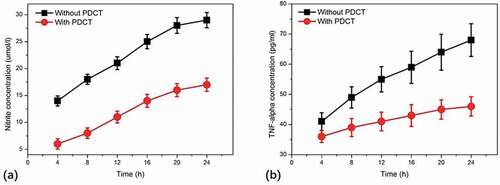 Figure 5. Effects of NF-κB specific inhibitor, pyrrolidinedithiocarbamate (PDTC), on BPF-induced NO (a) and TNF-α (b) production in RAW264.7 cells. RAW264.7 cells of the experimental groups were incubated with PDTC (100 μM) for 90 min, then the cells were stimulated with BPFs (10 μg/ml). The cells of the control groups were incubated with BPFs (10 μg/ml) alone. Aliquots of supernatants were collected to analyze the production of NO and TNF-α at various time intervals (4, 8, 12, 16, 20, 24 h). Values were presented as mean ± SD of three independent experiments.