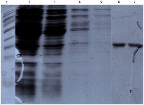 Figure 5. The expressed His-tag fusion protein was purified using a Ni2+ chelating Sepharose column affinity chromatography. The purified proteins were separated on 12% SDS-PAGE and stained with coomassie blue. Lane 1: protein marker, Lane 2: flow through, Lane 3–5: washes with the wash buffer, Lane 6 and 7: Elution of the protein with 200 mM imidazole.