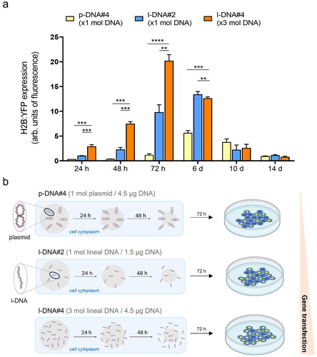 Figure 3. (a) Quantification of the transfection efficiency (mean fluorescence intensity) using p-DNA#4, l-DNA#2, and l-DNA#4 particles. Data are shown as the mean ± SD of 3 experimental replicas (n = 10,000 cells/replica, t-test, **p < 0.01, ***p < 0.001, and ****p < 0.0001). Protein expression profile from 24 h to 14 days. (b) Mechanistic proposal of differences in gene transfection efficiency for p-DNA#4, l-DNA#2, and l-DNA#4.