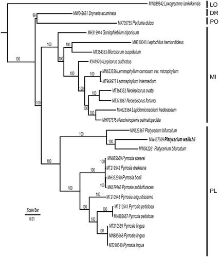 Figure 1. Maximum likelihood phylogeny reconstructeded from 26 chloroplast genomes by RAxML. The sampling covered representatives of five subfamilies of Polypodiaceae. Loxogramme lankokiensis was selected as outgroup. LO: Loxogrammoideae; DR: Drynarioideae; PO: Polypodioideae; MI: Microsoroideae; PL: Platycerioideae.