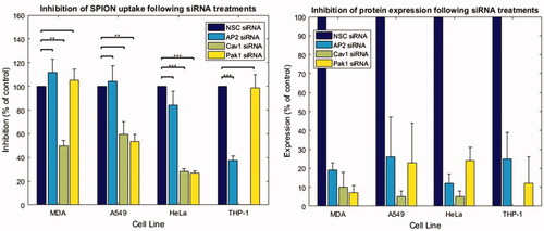 Figure 4. Quantification of SPION uptake following siRNA experiments in cancer cell lines by average cell intensity. Quantification of the NP uptake (using MATLAB to determine average cellular intensity) indicating the inhibition of NP uptake when specific pathways are inhibited in different cell lines. The graph on the right shows quantification of average knockdown efficiency from Western blots. A minimum of 238 cells were analyzed per group, from experiments run on 3 or more different days. Mean + SEM is plotted).