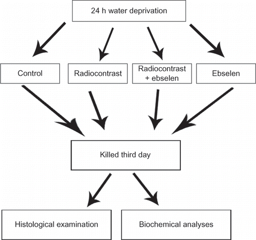 Figure 1.  Experimental model of the study.