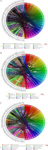 Figure 5 Go analysis of core targets. (A) Biological process; (B) Cellular component; (C) Molecular function.