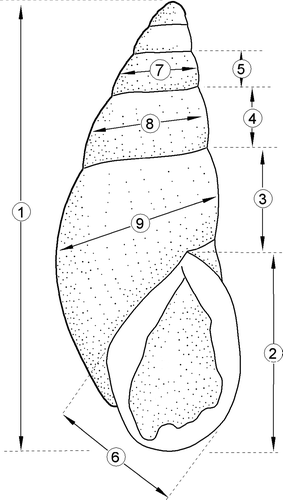 Figure 2  Measurements taken from the shells of Placostylus snails.