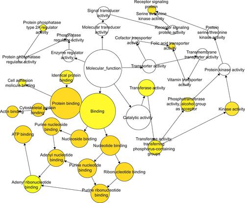 Figure S3 The GO maps for MF of target genes of miR-133a-3p.Notes: There are 36 nodes and 41 arrows in the map. GO terms of MF are represented by nodes, and the relationships between the terms are manifested by arrows. The depth of color indicates the significance of the corresponding term.Abbreviations: GO, Gene Ontology; MF, molecular functions.