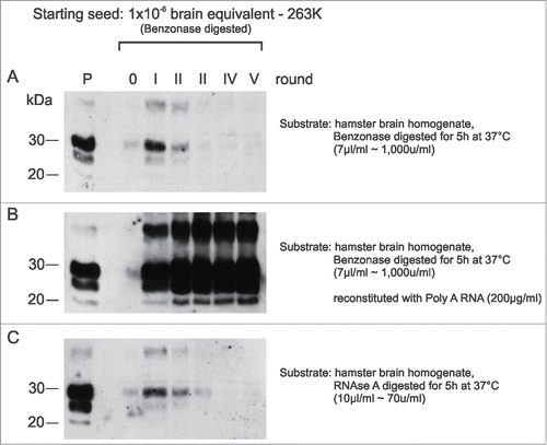 Figure 4. In-vitro amplification of PrPSc is fully reconstituted by the addition of synthetic polyA RNA. Serial PMCA (5 rounds) was performed with nuclease-treated PrPSc seeds purified from 263K scrapie hamster brains and differently pretreated normal hamster brain homogenates (NBHs) as substrates. NBHs were digested with (A) Benzonase, (B) Benzonase subsequently spiked with PolyA RNA (200 μg/ml), or (C) RNAse A. The amount of original seeding material corresponded to an extract from 1 × 10−6 g 263K scrapie hamster brain homogenate. After each PMCA round, samples were diluted 1:5 in the corresponding substrates. P: PK digested 263K scrapie hamster brain homogenate containing 5 × 10−7 g of 263K hamster brain tissue, which served as a western blot positive control.