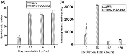 Figure 5. Antibacterial effects of HNV-PLGA MSs. Data were presented as mean ± standard deviation, * p < .05 was considered statistically significant. (A) Detection of bacteriostatic number at different concentration of HNV. (B) Detection of remaining bacterial number at different time point after incubation.