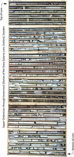 Figure A1. Photographs of the studied 34.5 m of the core, from core boxes no. 81–86. This corresponds to the interval 460.55–494.90 m below ground level, as marked by drillers. We used the base of the conspicuously laminated limestone in the lowermost metre-length of box 82 as reference level for our metric data and samples. This corresponds to the base of our subunit B in the Skultorp Member and to ca 471.58 m below ground level in the core. The core is stored at the Geological Survey of Sweden.